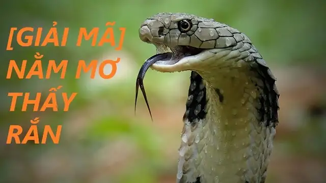 nằm mơ thấy rắn hổ mang đen đánh con gì