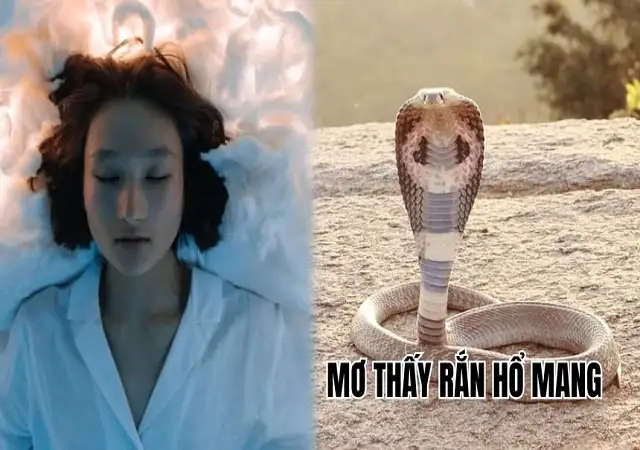 Giải Mã Giấc Mơ Thấy Rắn Hổ Mang Đen: Điềm Báo Và Con Số May Mắn